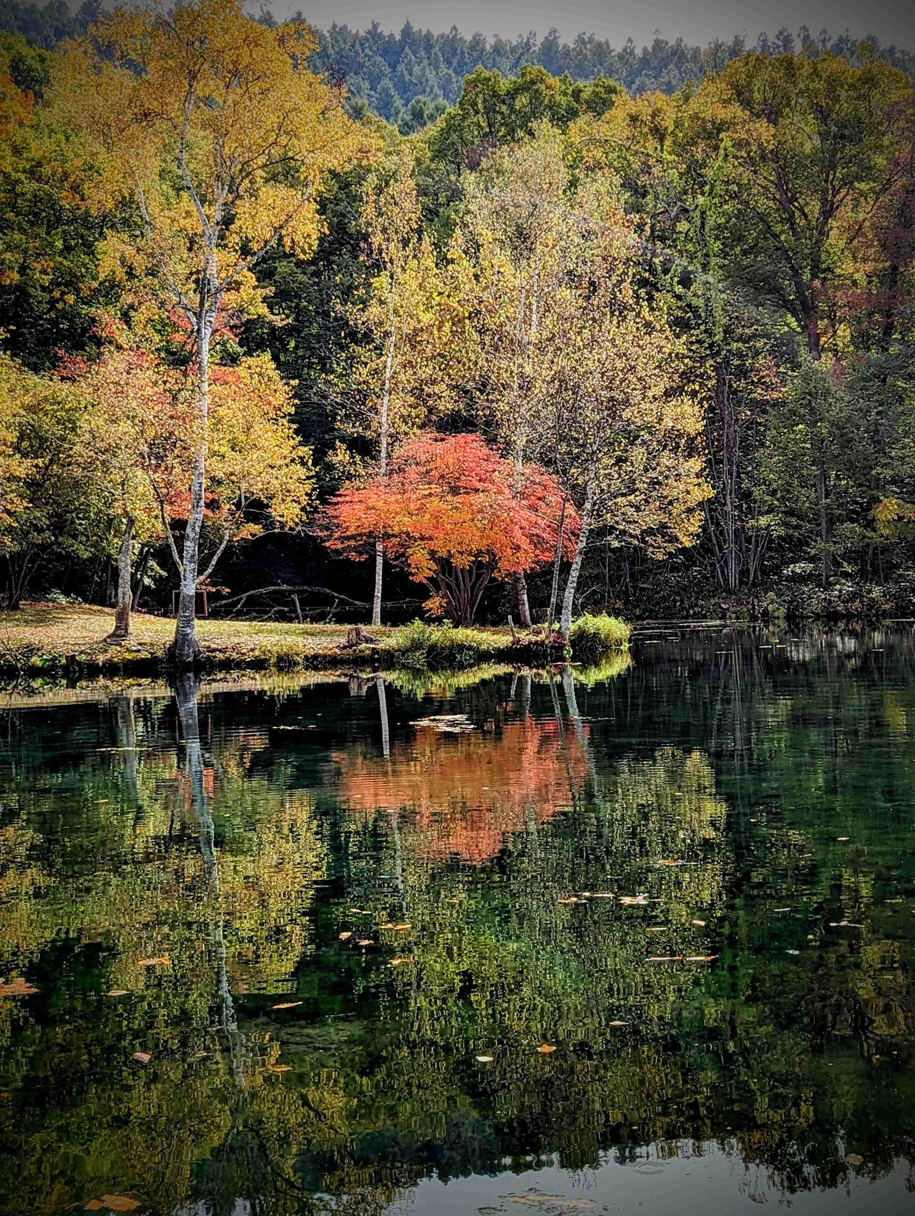 🏞️ 히가시 대설 자연관(히가시타이세츠시젠칸) 이미지 7